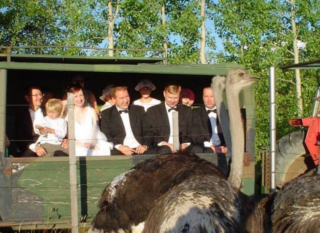 Ketolan Strutsitila — Campervan Site in Rajamäki