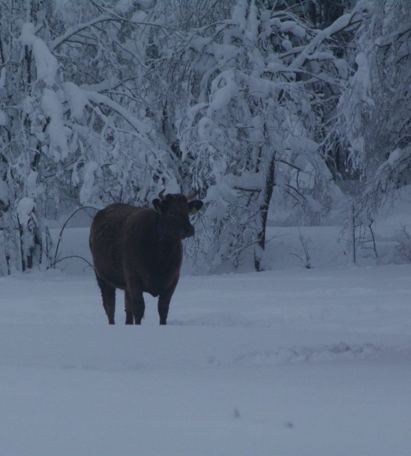 Aneen Loma — Photo 2