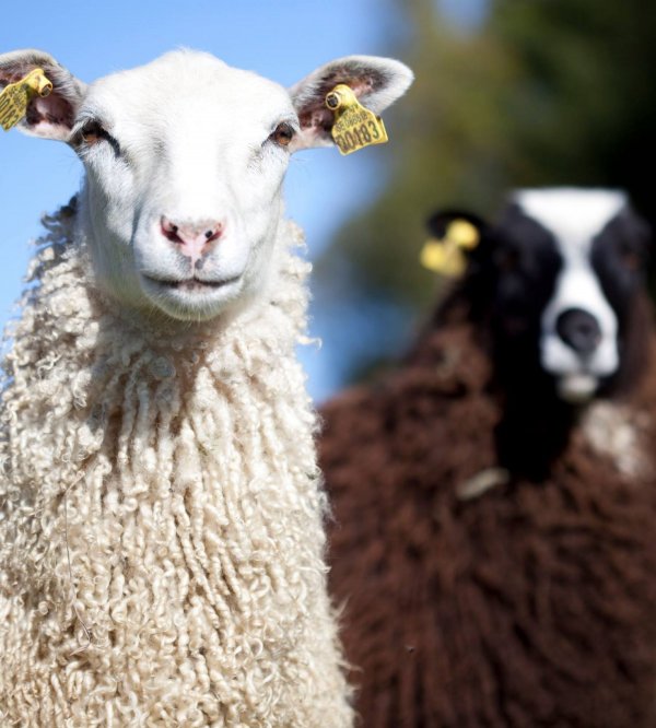 Fyrås Gård — Photo 2