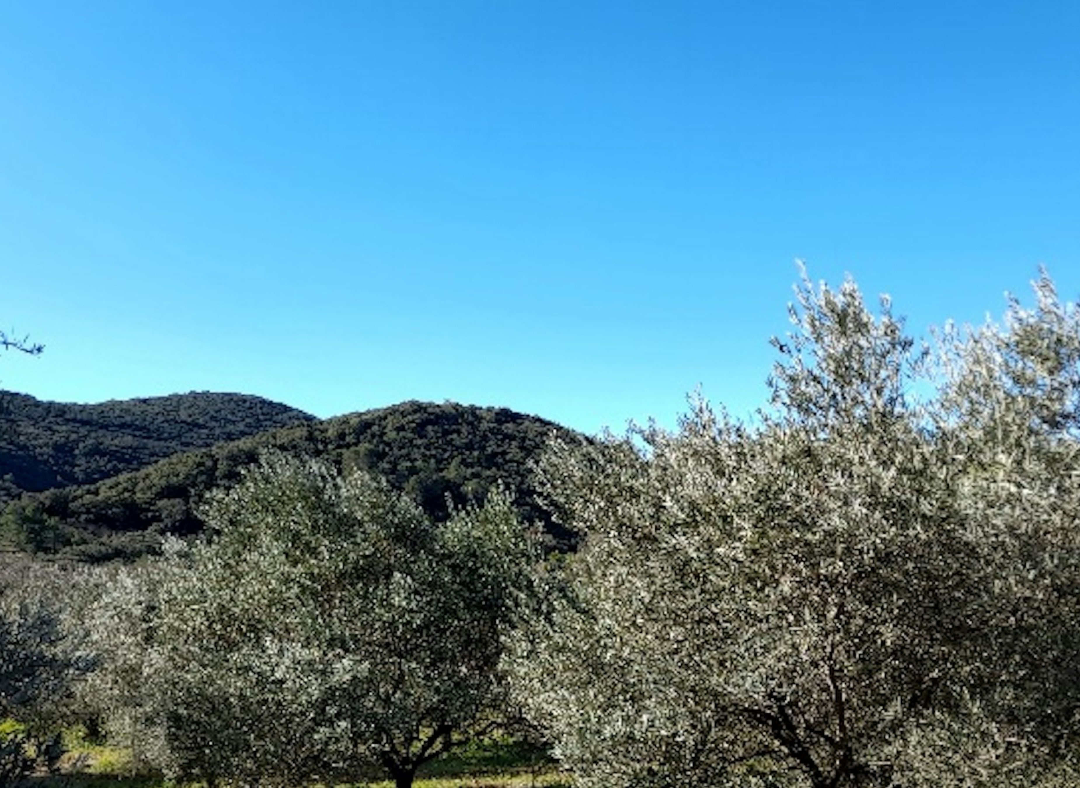 Oliveraie de juju — Bobilplass in Ceyras