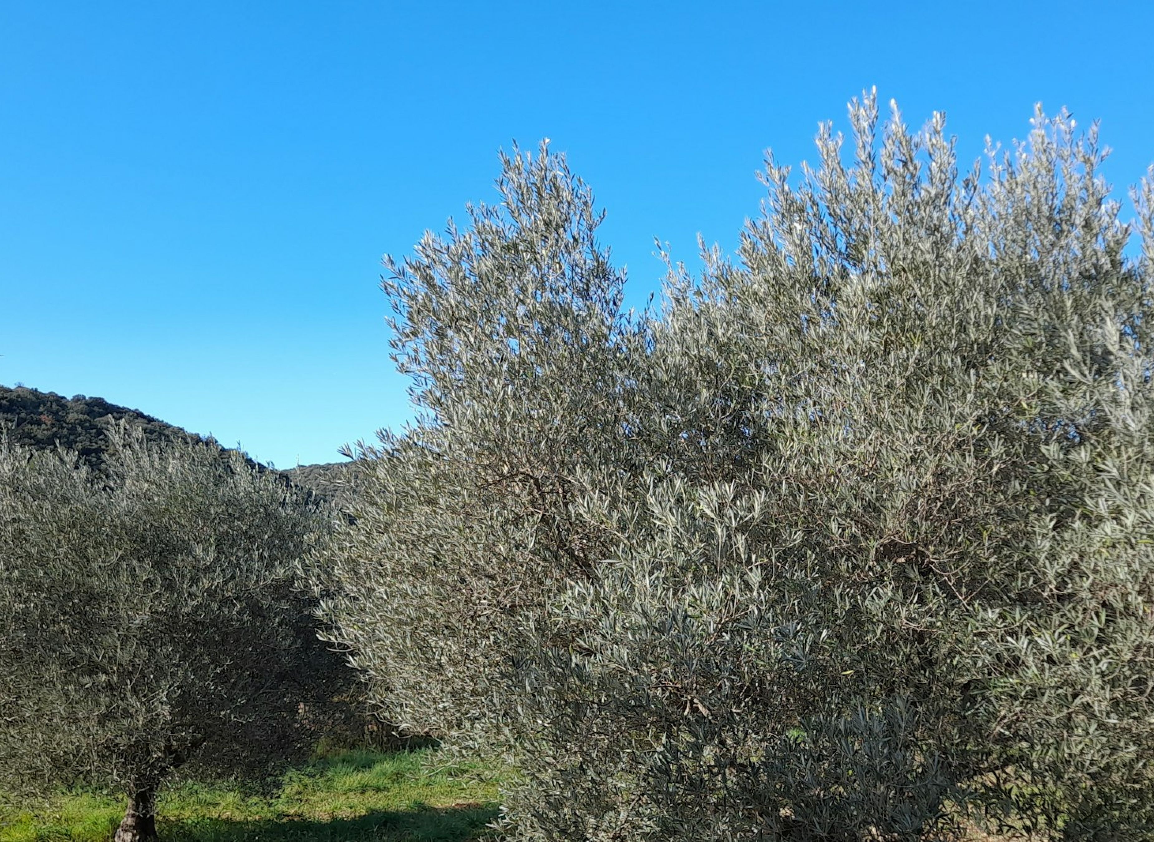 L oliveraie de Juju — Stellplatz in Saint-Félix-de-Lodez