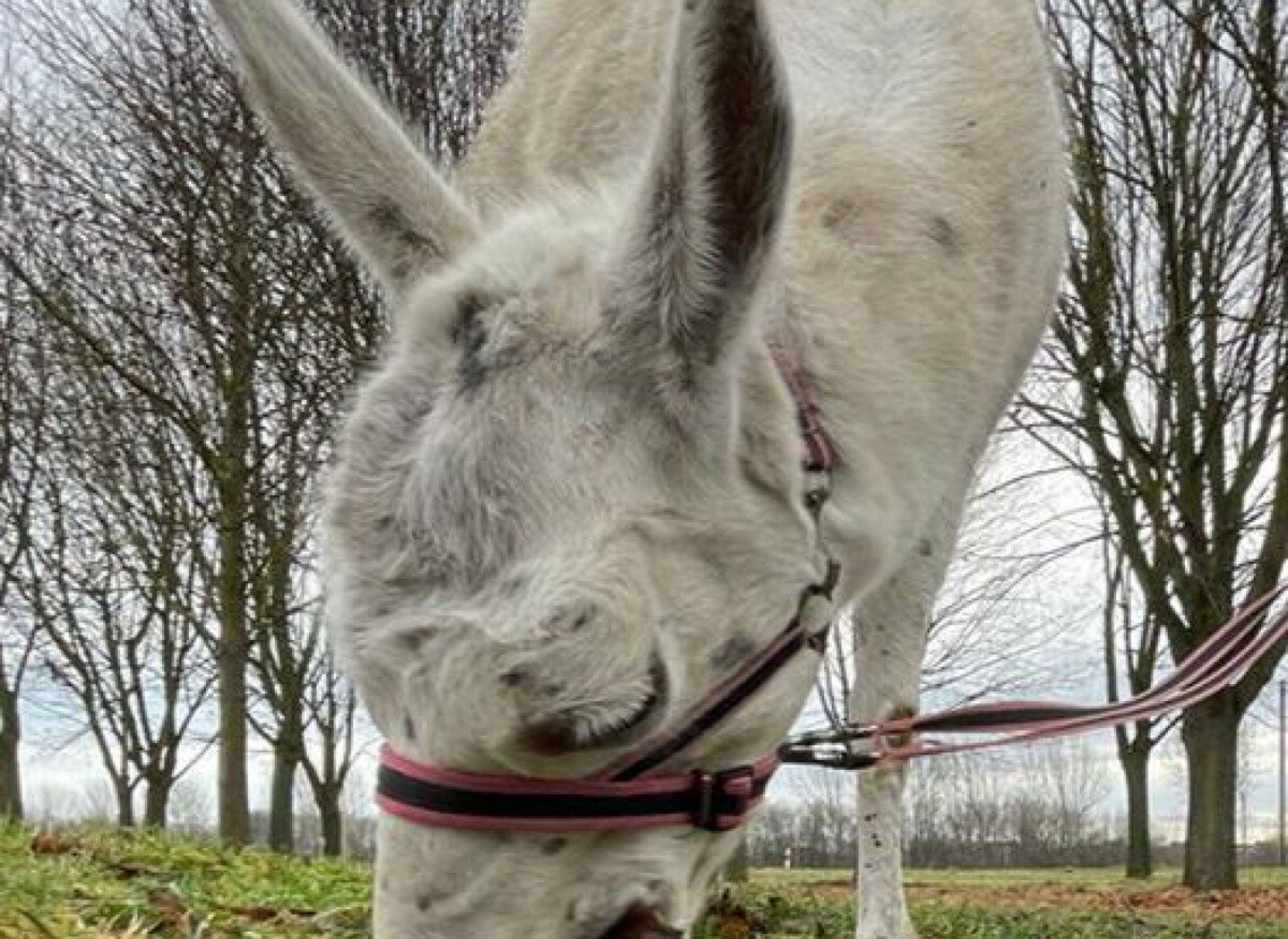 Unstrut-Lama-Wiese — Campervan Site in Herbsleben