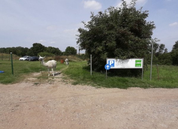 Unstrut-Lama-Wiese — Fotografie 3
