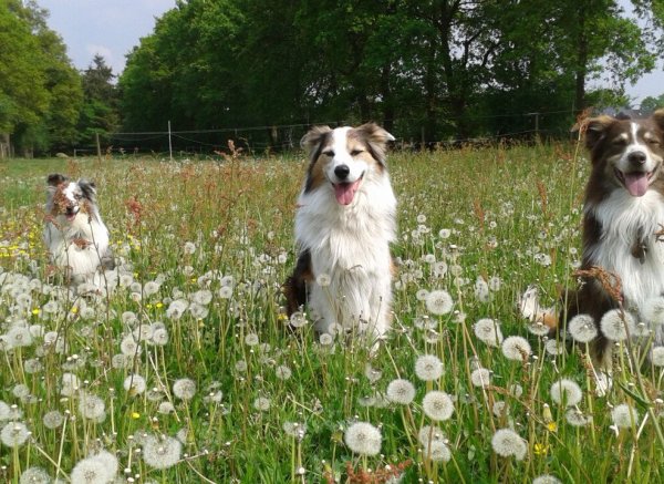 Stellplatz an der Pferdeweide — Photo 2