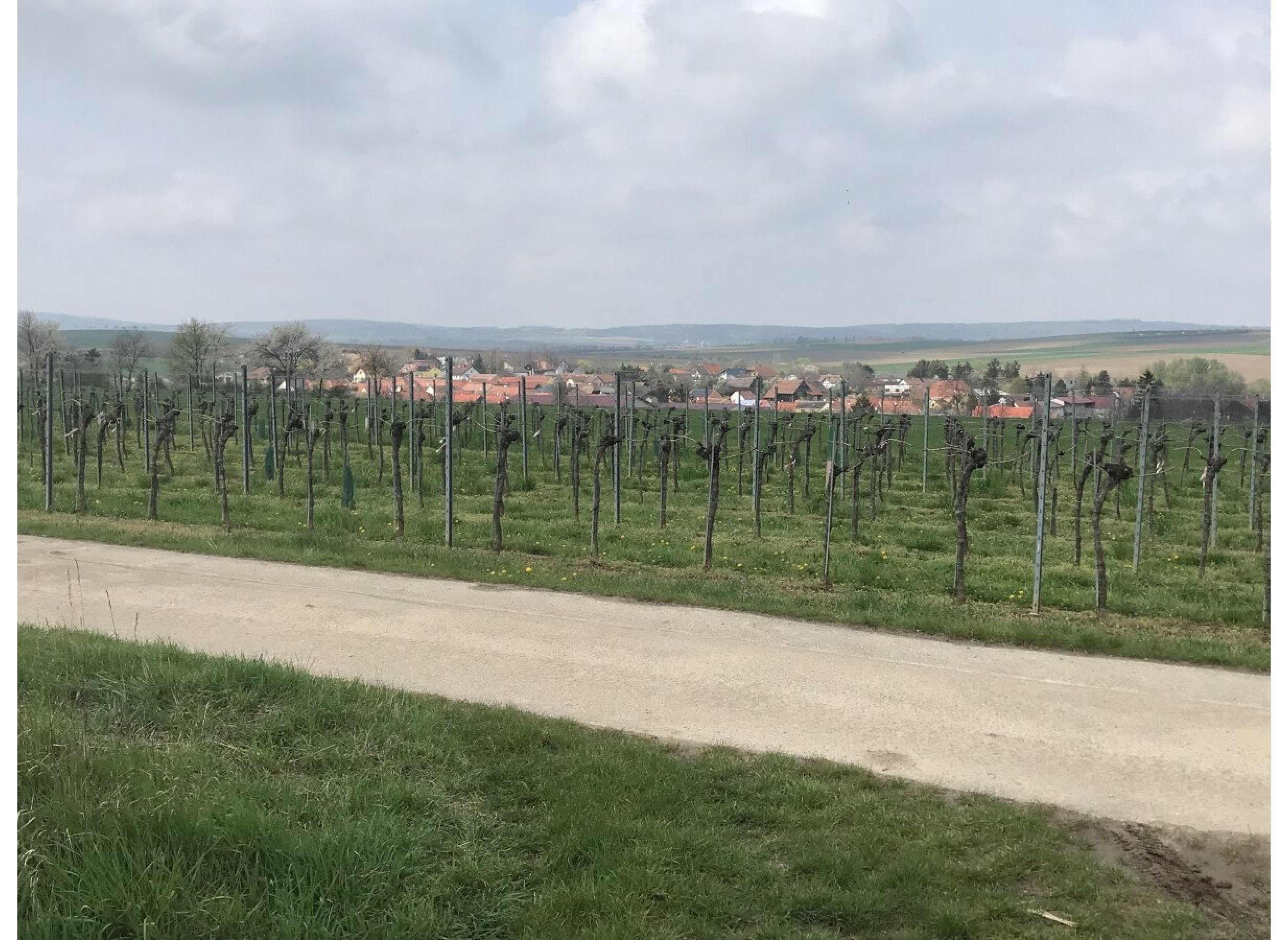 Weingartenidylle — Bobilplass in Pfaffstetten