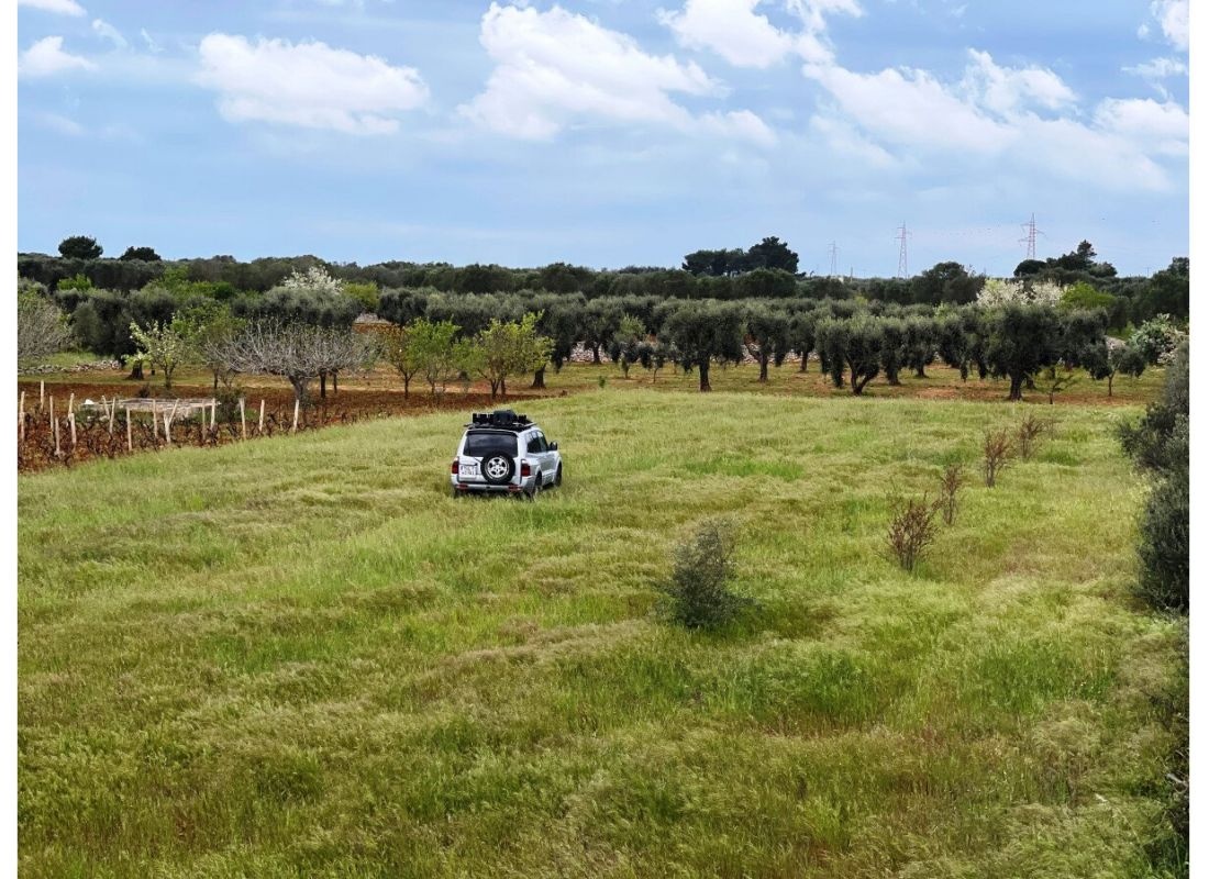 Into The Wild — Vintillverkare in Manduria