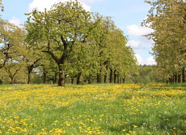 Naturerlebnis und Erholung in Mitten des Fränkischen Seenlandes 1 — Zdjęcie 3