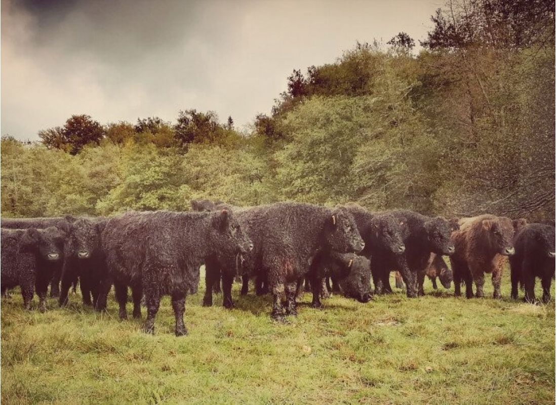 Ein Bauernhof im Herzen des Monédièrs; Une ferme au coeur de masif des Monédières — Ställplats in VEIX