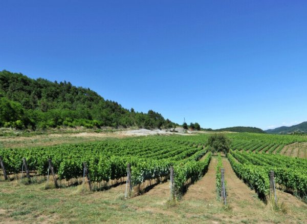 Erfahrung im Weinberg Experience in Vigna — Foto 3