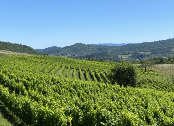 Erfahrung im Weinberg Experience in Vigna — Photo 2