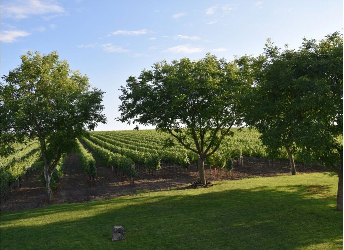 Übernachtung im Weingarten in Watzelsdorf — Weingut in Watzelsdorf