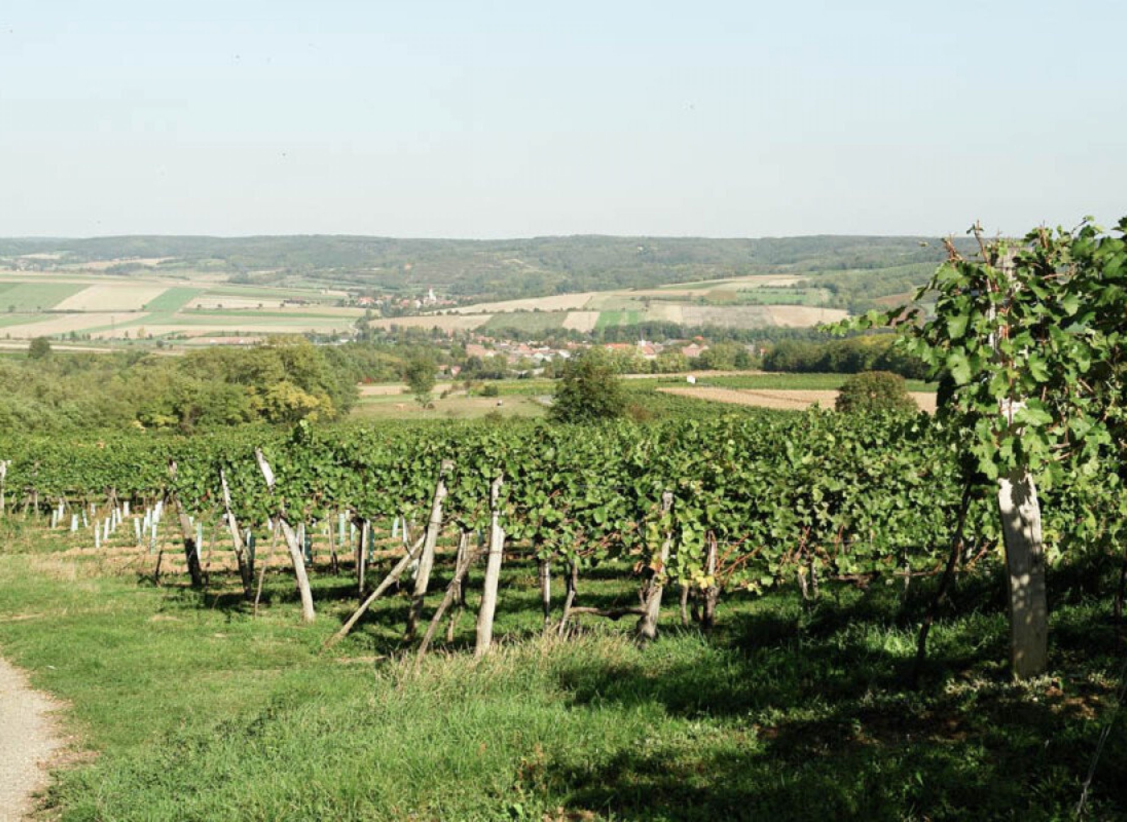 Am Rande der Ortschaft — Vinařství in Ravelsbach