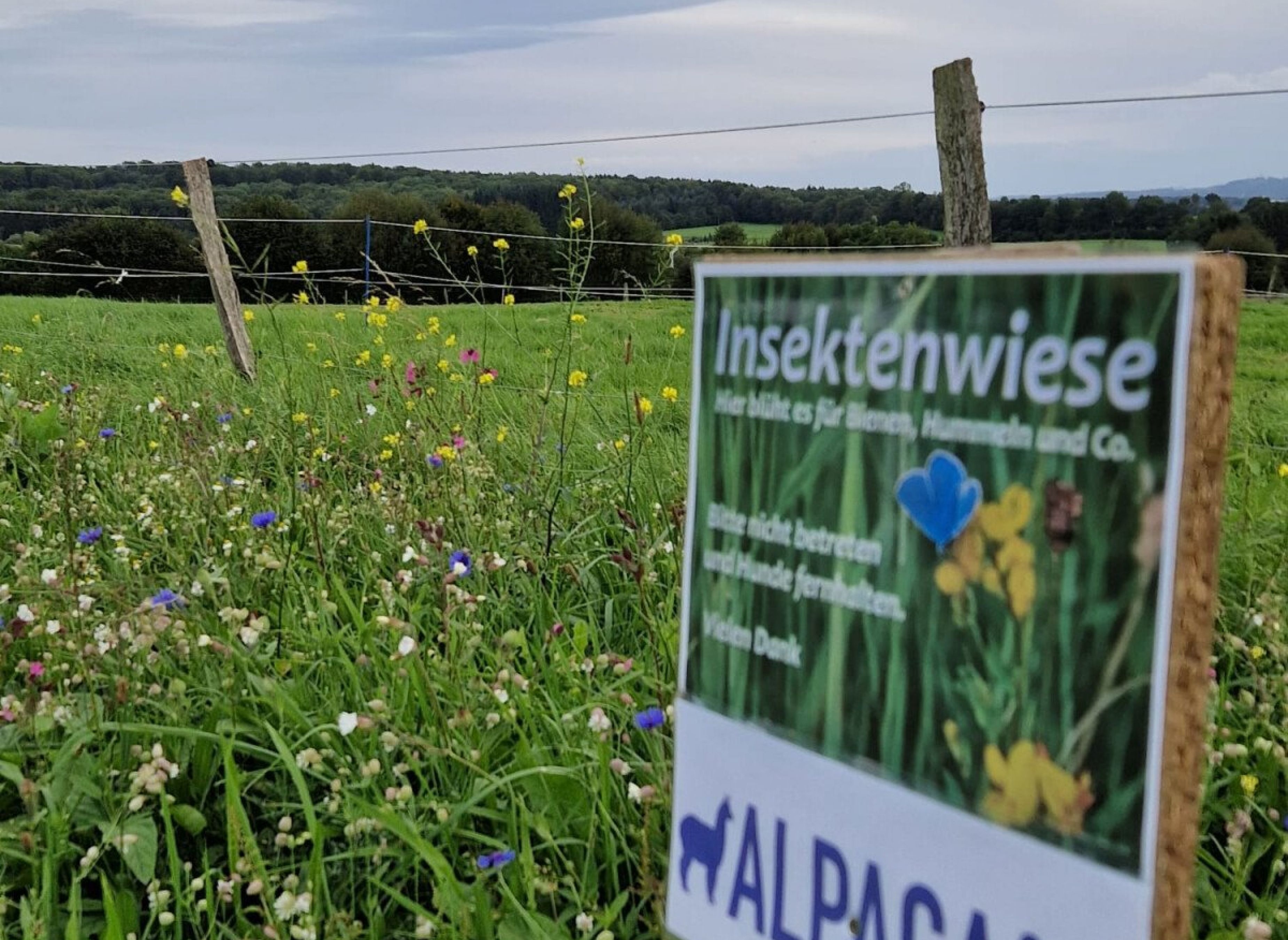 Entspannte Auszeit inmitten der Natur, zwischen Blumenwiesen und Feldern. Sonnenaufgang — Ställplats in Herschbach