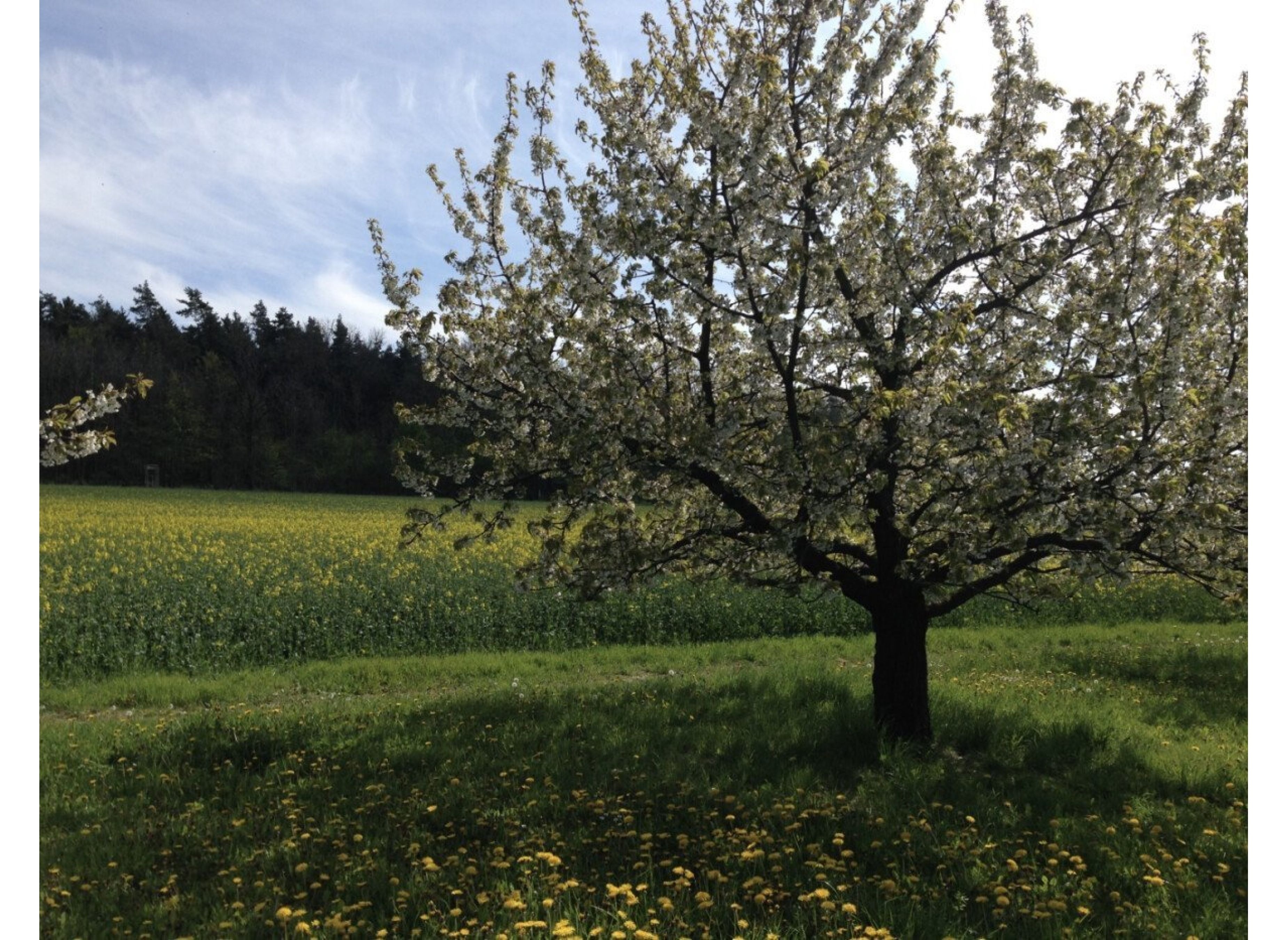 Kirschgarten — Karavan Sitesi in Ortspitz