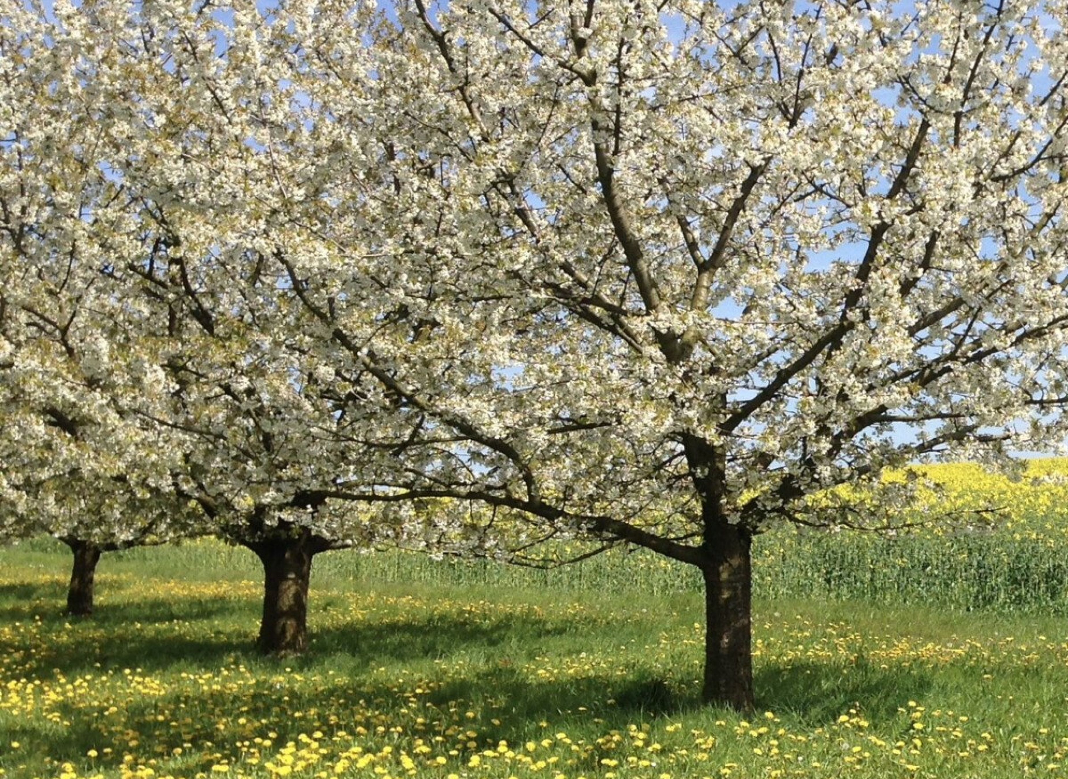Kirschgarten — Camperplaats in Ortspitz