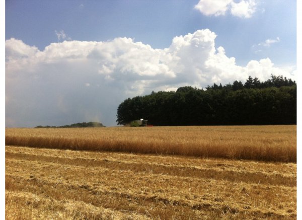 Kirschgarten — Photo 2