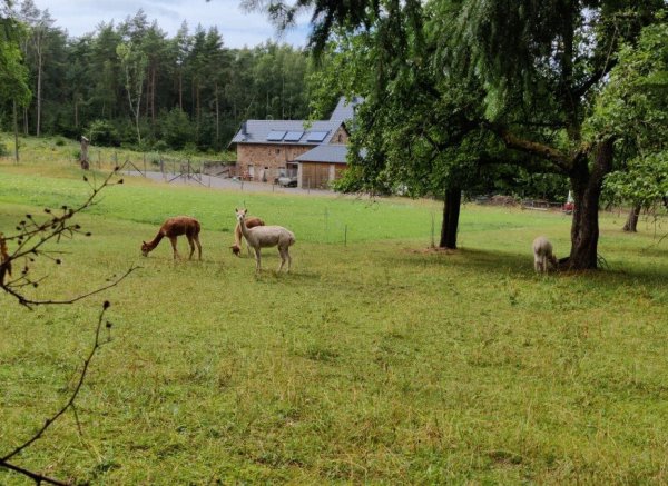 Alpaka-Stellplatz in der malerischen Eifel — Photo 2