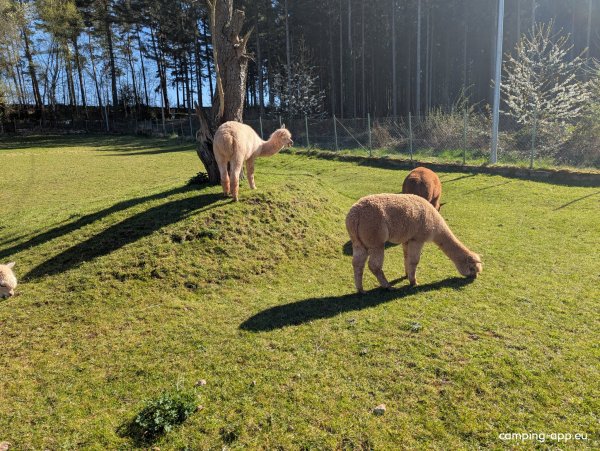 Alpaka-Stellplatz in der malerischen Eifel — Photo 4