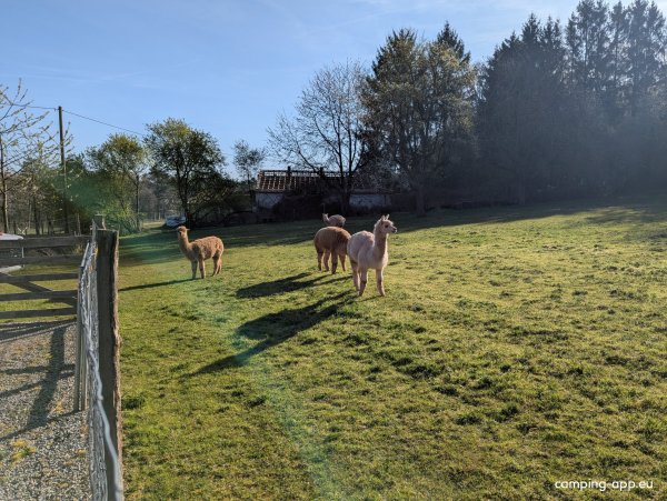 Alpaka-Stellplatz in der malerischen Eifel — Photo 5