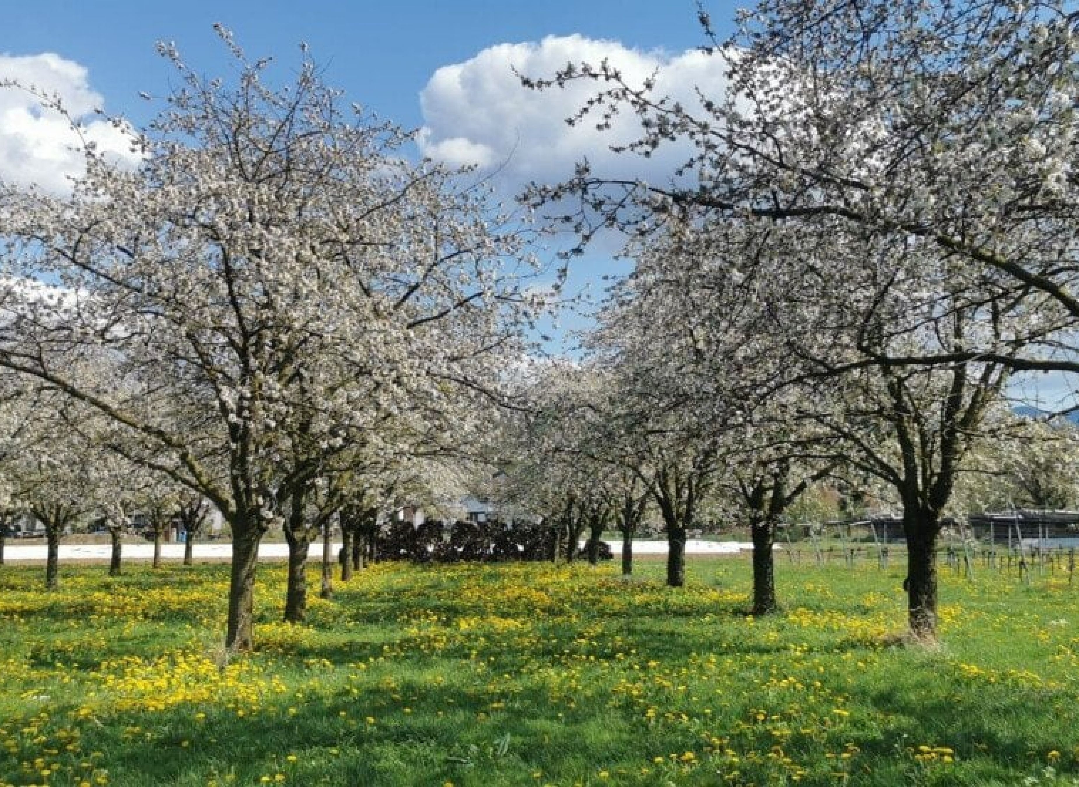 Auf einer Wiese inmitten von Kirschbäumen — Sp. parking dla kamperów in Buggingen