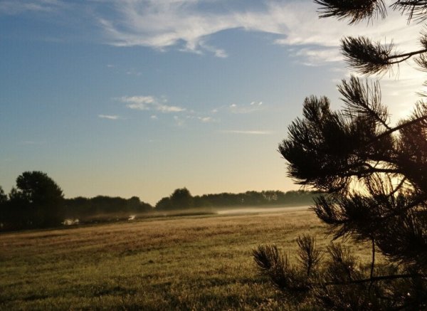 Nähe Halbendorfer See zwischen Tannen erholen !