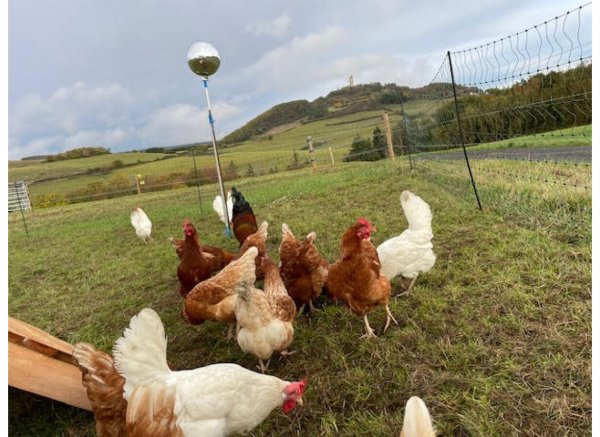 Abseits der Zivilisation - Brohltalblick — Photo 2