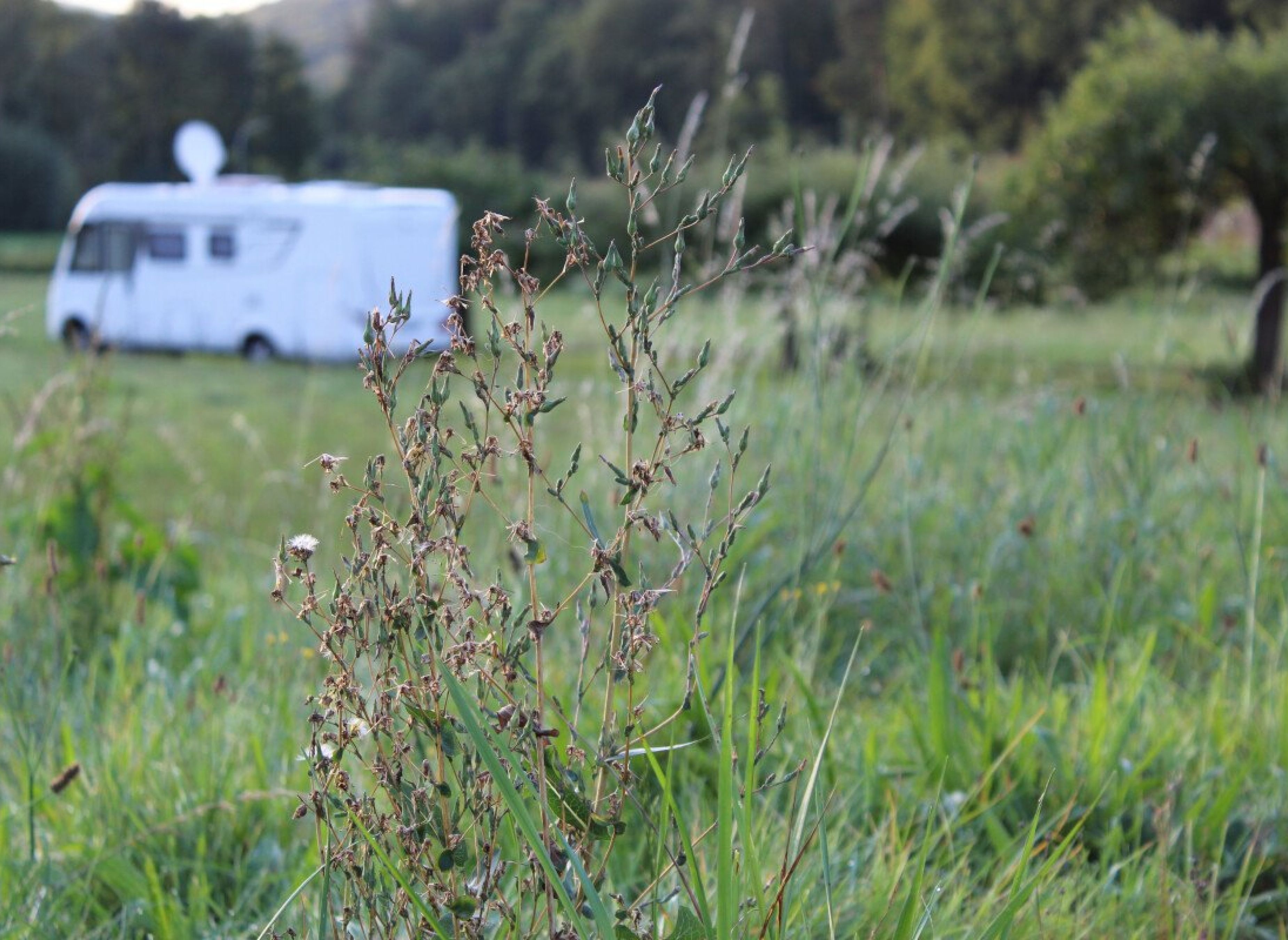 Camping unter Apfelbäumen — Ställplats in Bad Endbach