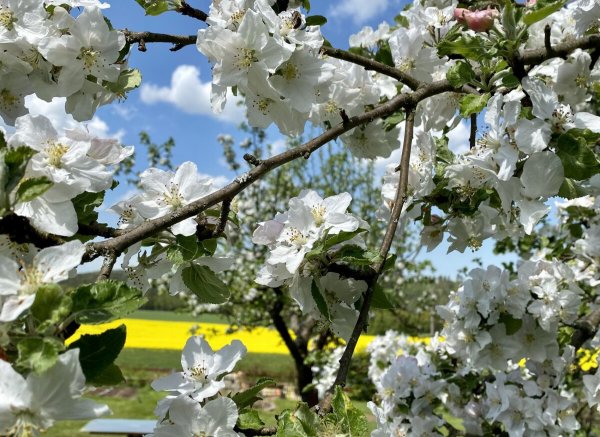 Wohnmobilstellplatz sächsische Schweiz mit Blick auf den Papststein — Photo 2