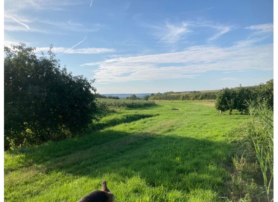 Stellplatz im idyllischen Grünen bei den Nussbäumen — Area di sosta in Bönnigheim