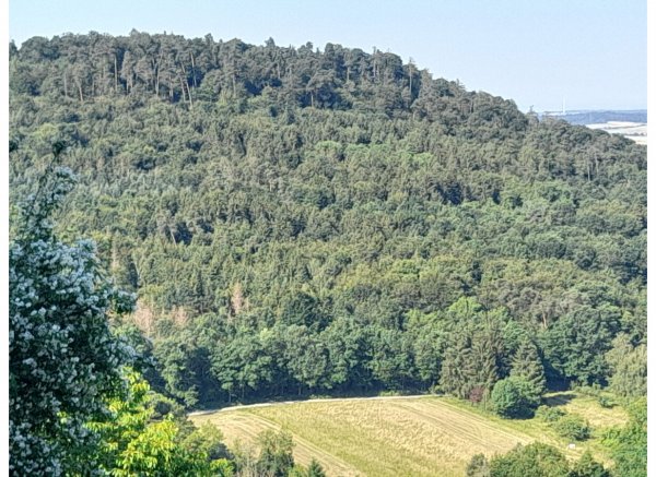 Waldrandidylle — Photo 2