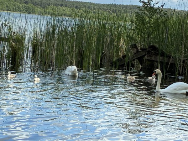 Campingplatz Dahmsdorf — Photo 4