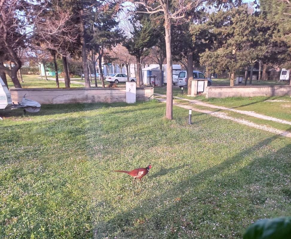 Autocamp Peros — Campingplass in Zaton