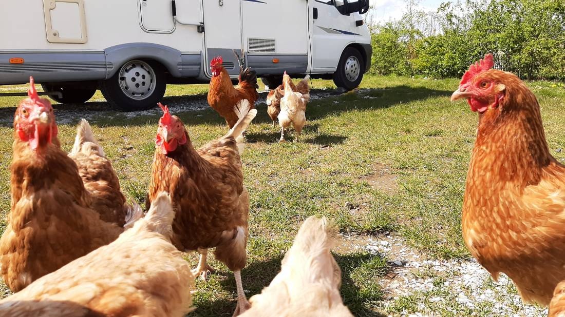 De Heicohoeve — Stellplatz in Zutphen