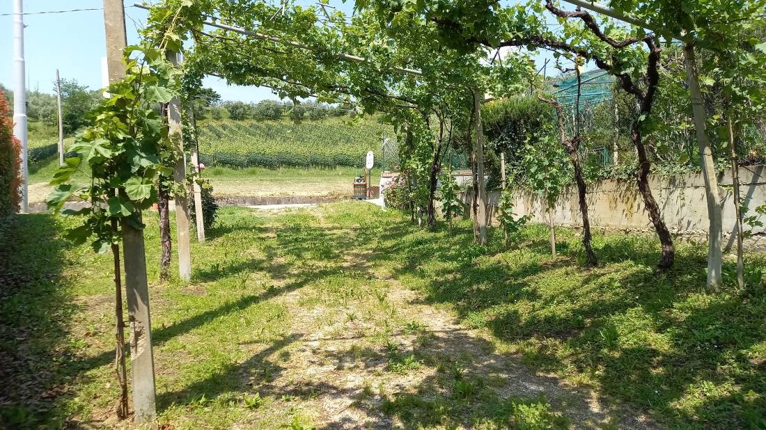 Azienda Agricola Vitacchio Massimo — Weingut in Breganze