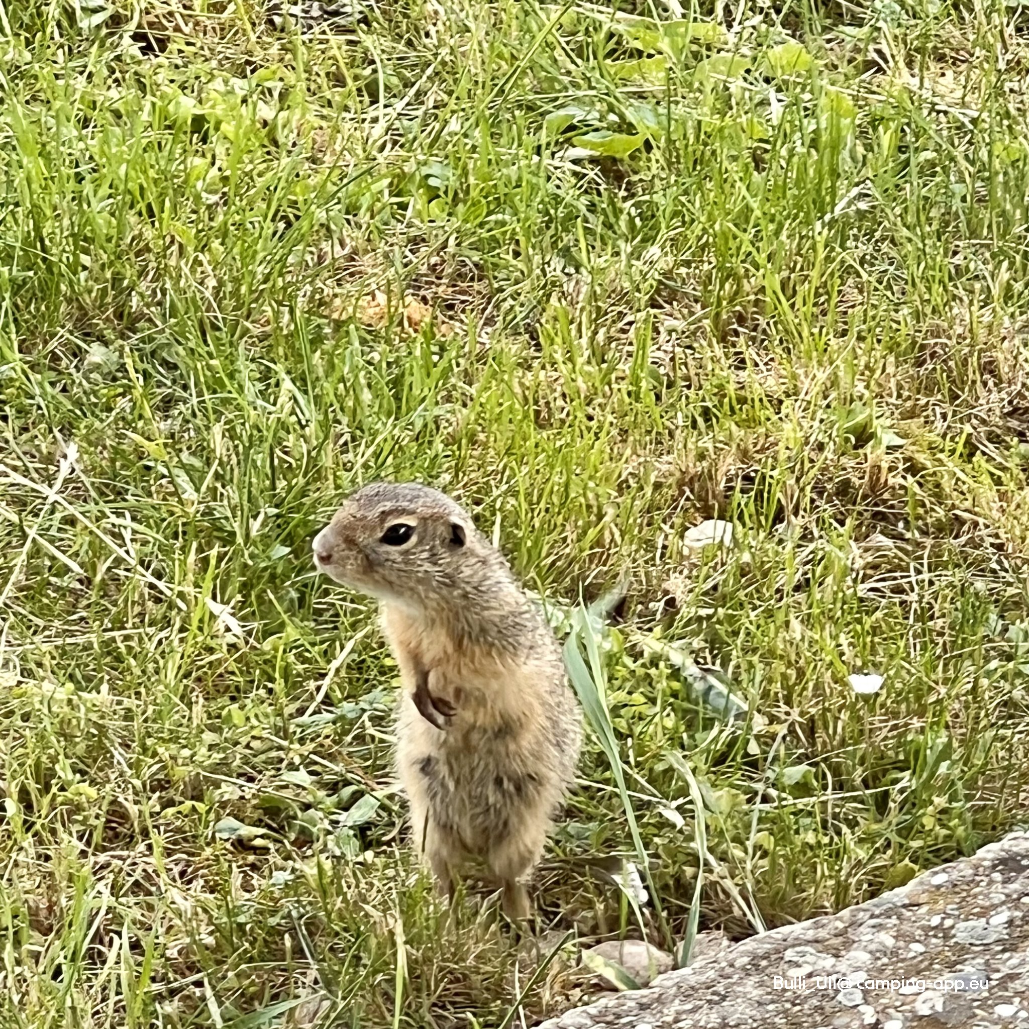 Campingplatz Sankt Andrä am Zicksee — Foto 4