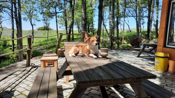 Parque de Campismo Curral do Negro — Photo 5