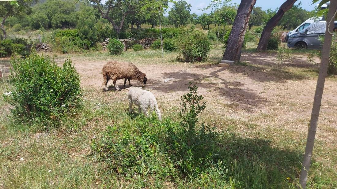 Camping à la Ferme U Paradisu — Camping Site in Porto-Vecchio