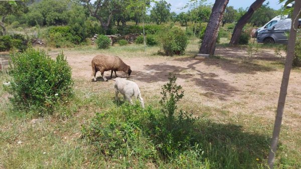 Chambre d'hôtes et Camping Domaine Pero Longo — Photo 3
