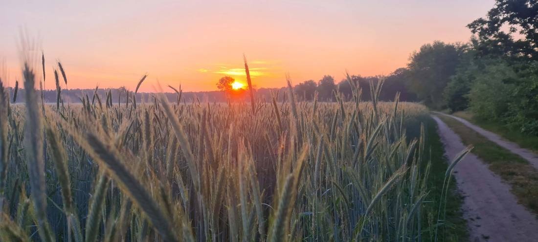 Campingplatz Waldesruh — Kamp yeri in Gifhorn