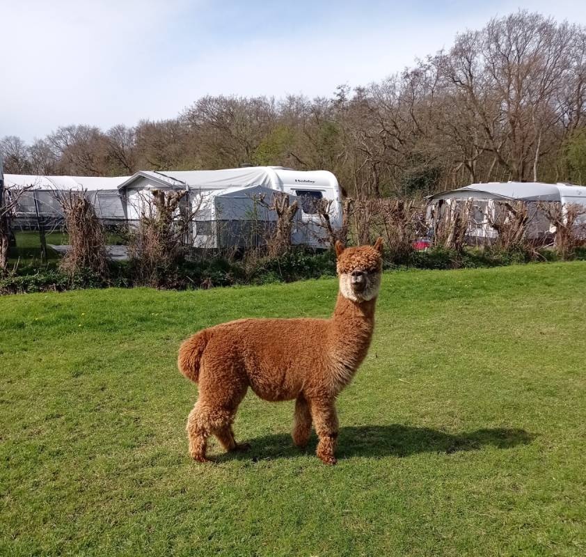 Camping de Toekomst — Campingplads in Renesse