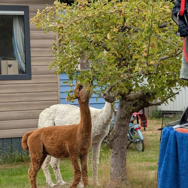 Camping de Toekomst — Photo 5