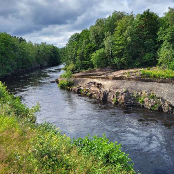 Den Sovande Älgen — Photo 2