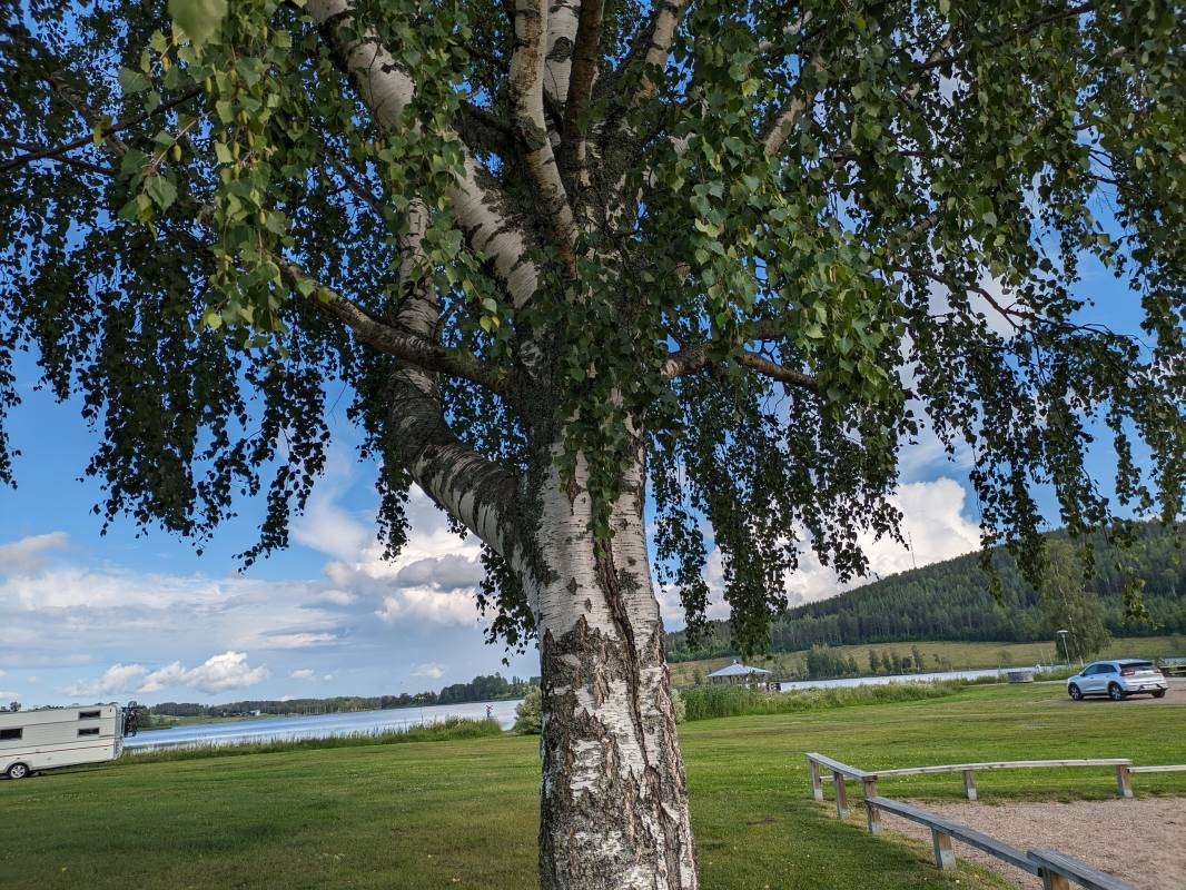 Rengsjö camping — Campingplads in Rengsjö