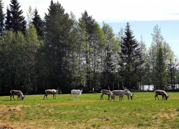 Mushingkunterbunt — Photo 5