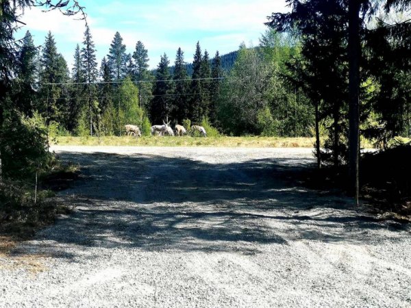 Mushingkunterbunt — Photo 3