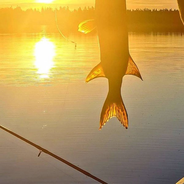 Mushingkunterbunt — Photo 4