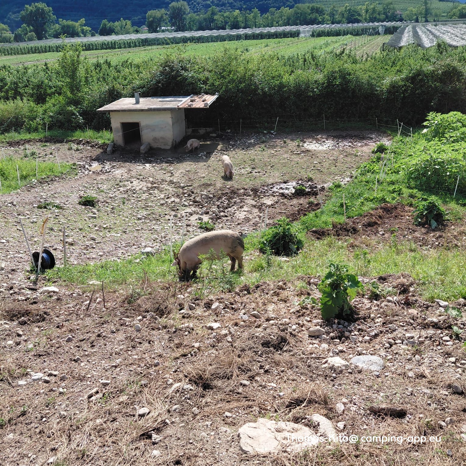 Agricampeggio Agrisalus — Foto 3