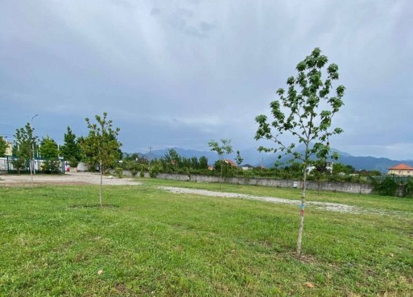 Camping Tree Olives — Photo 2