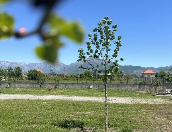 Camping Tree Olives — Photo 6