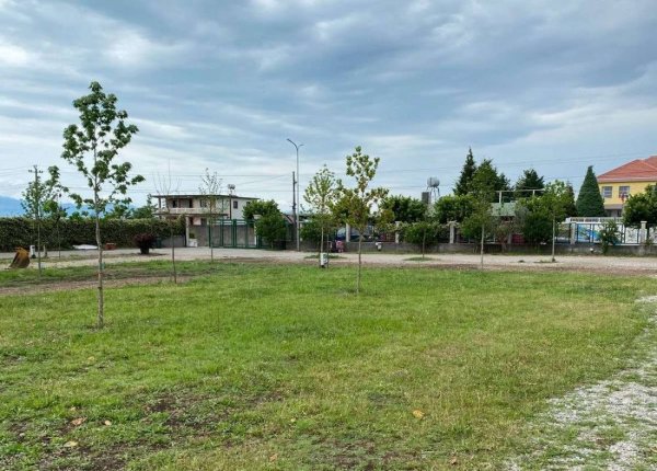 Camping Tree Olives — Photo 4